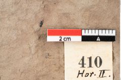 Foto (Detailansicht) von Smilax grandifolia Unger (NHMW-GEO-2024-0188-0410)